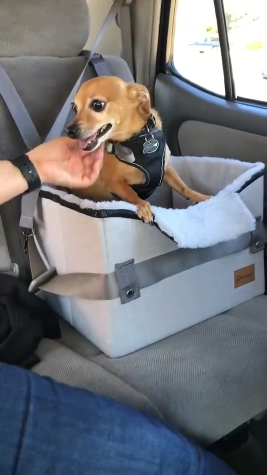 Gray pet booster seat in a car